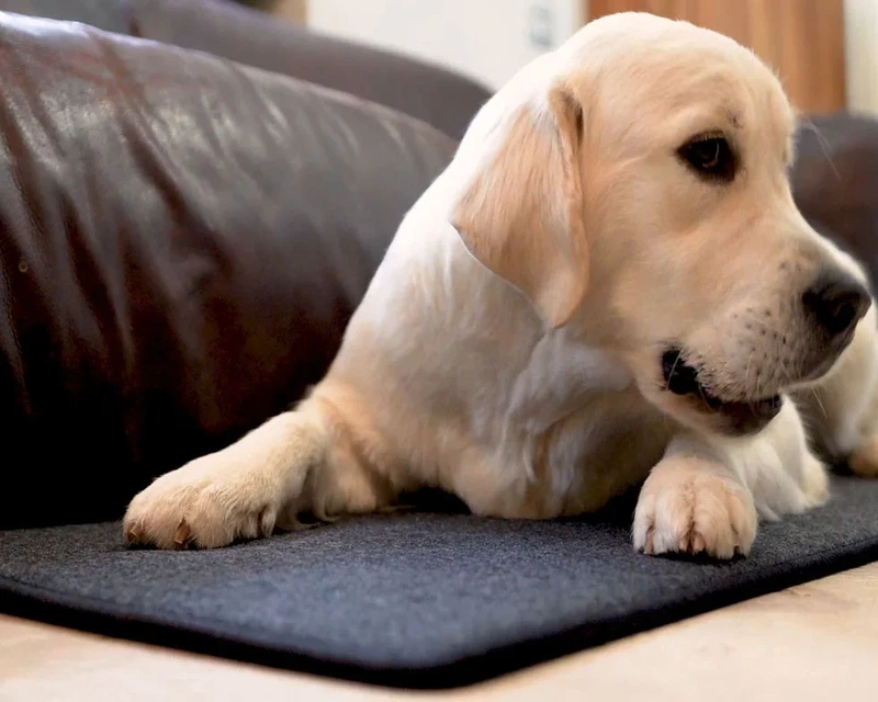 Radiant carpet